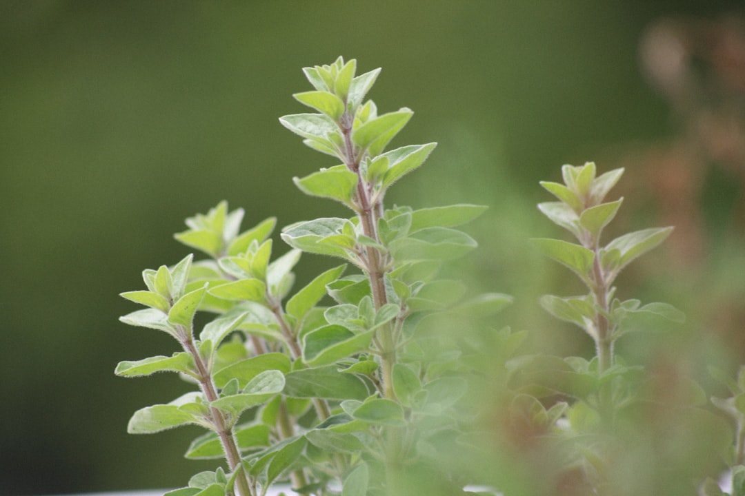 Kitchen herb garden