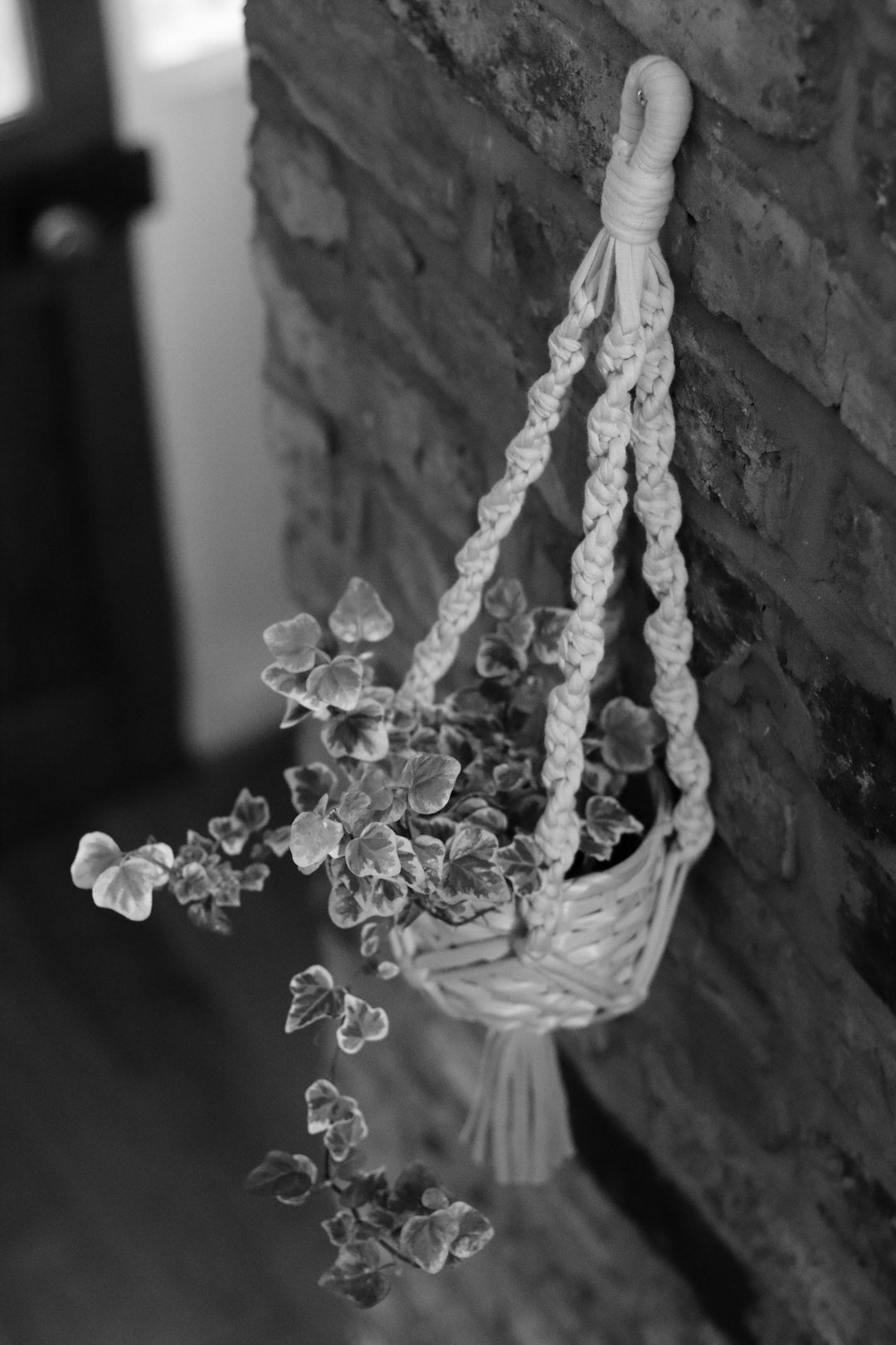Macrame Plant Hanger